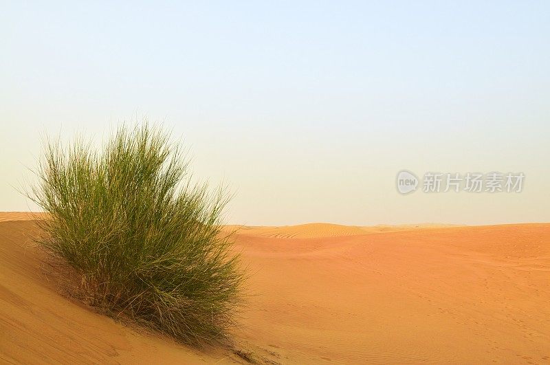 迪拜的Abal Bush沙漠